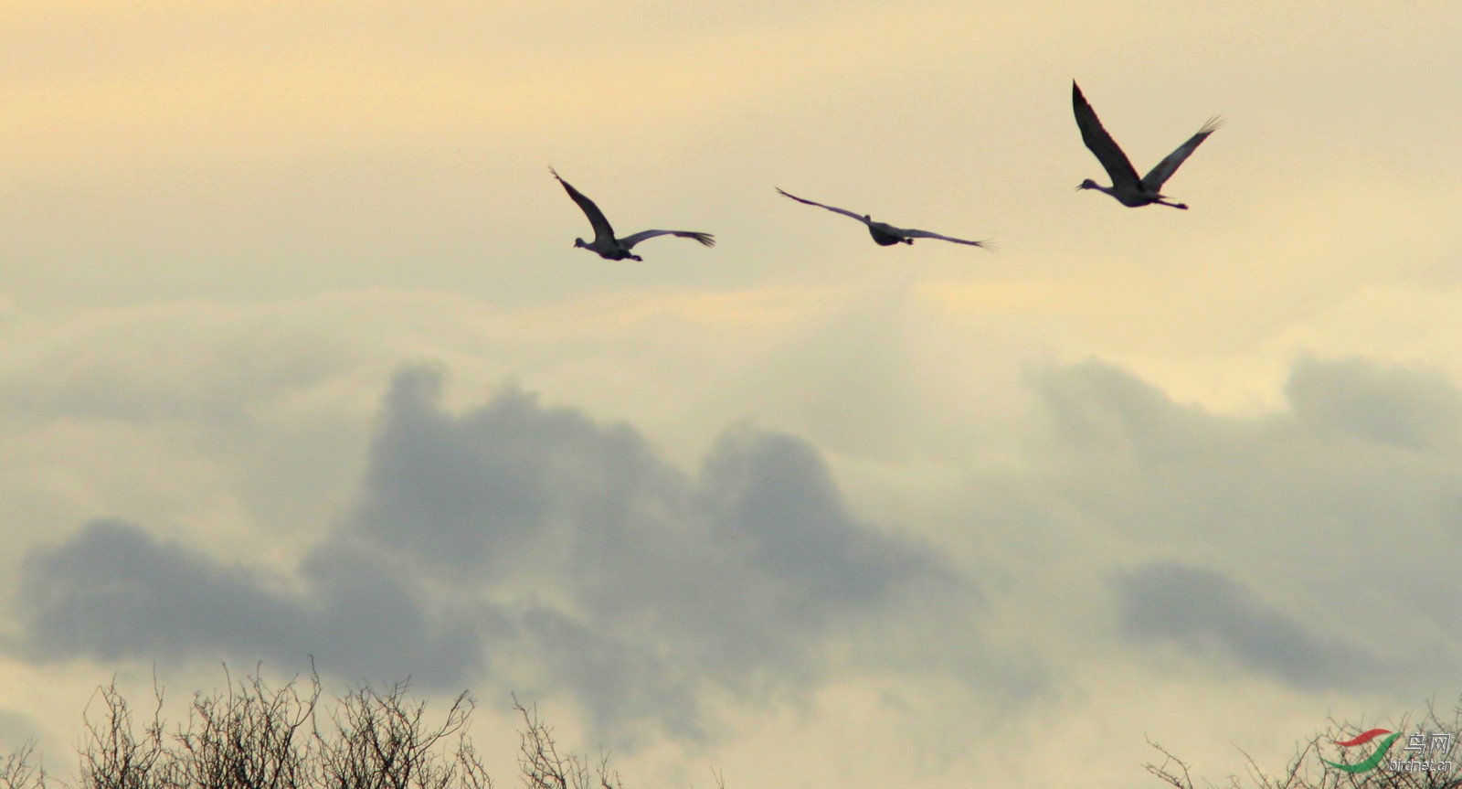 Reifel310108 113tt.jpg