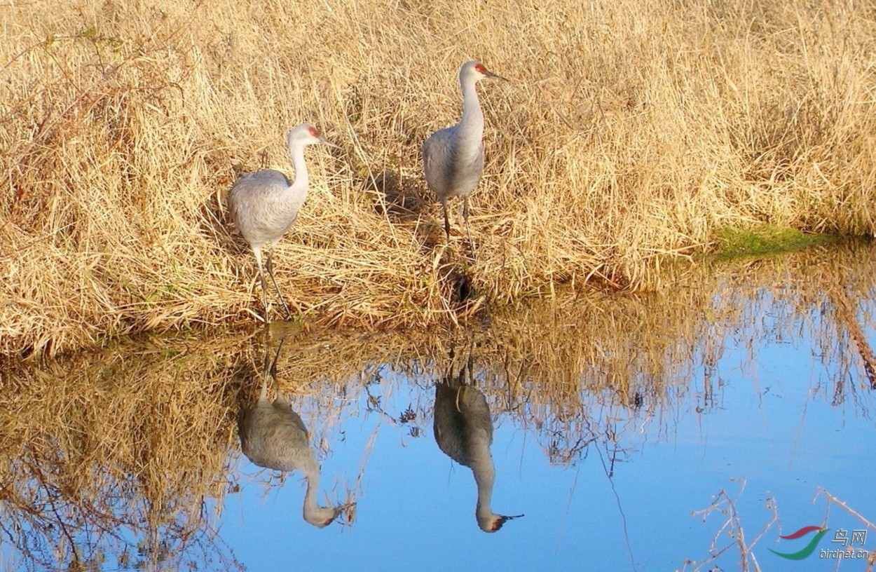 Reifel241207 574y.jpg