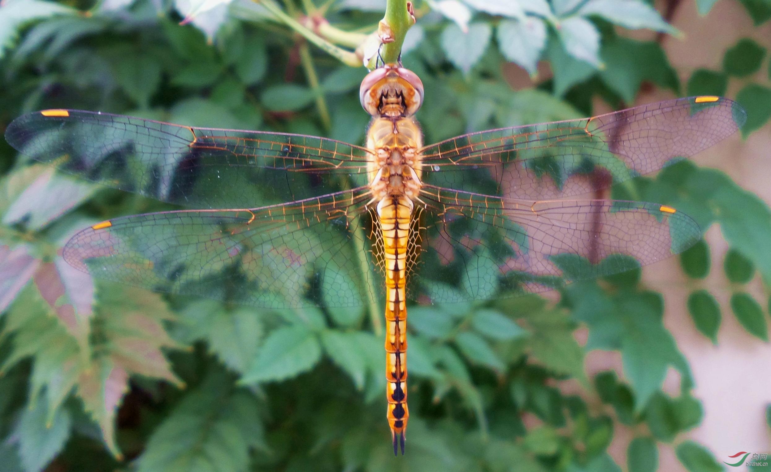 蜻蜓的"面具" - 昆虫与微距 鸟网