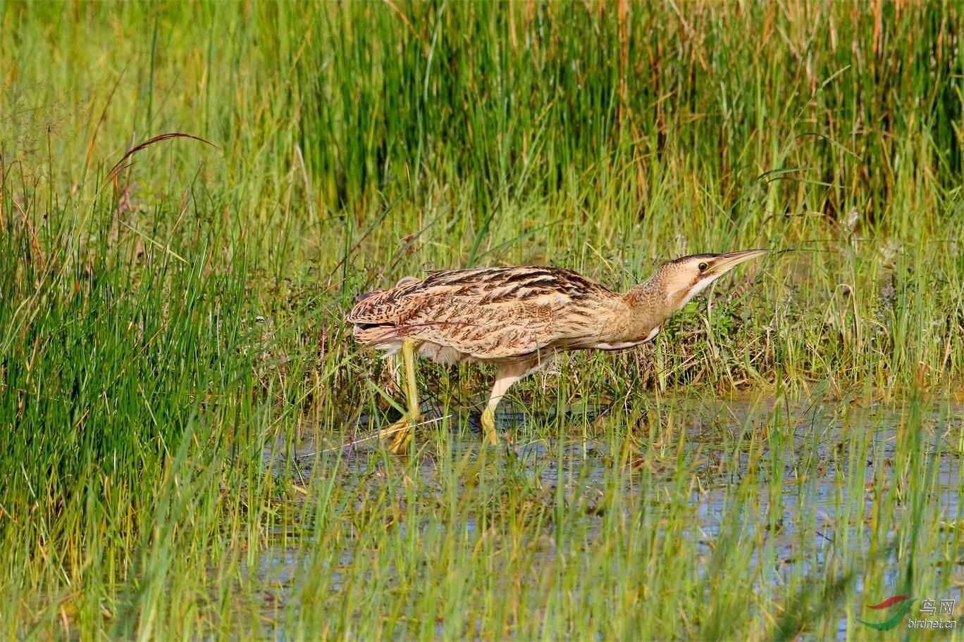 科北湿地的麻鳽