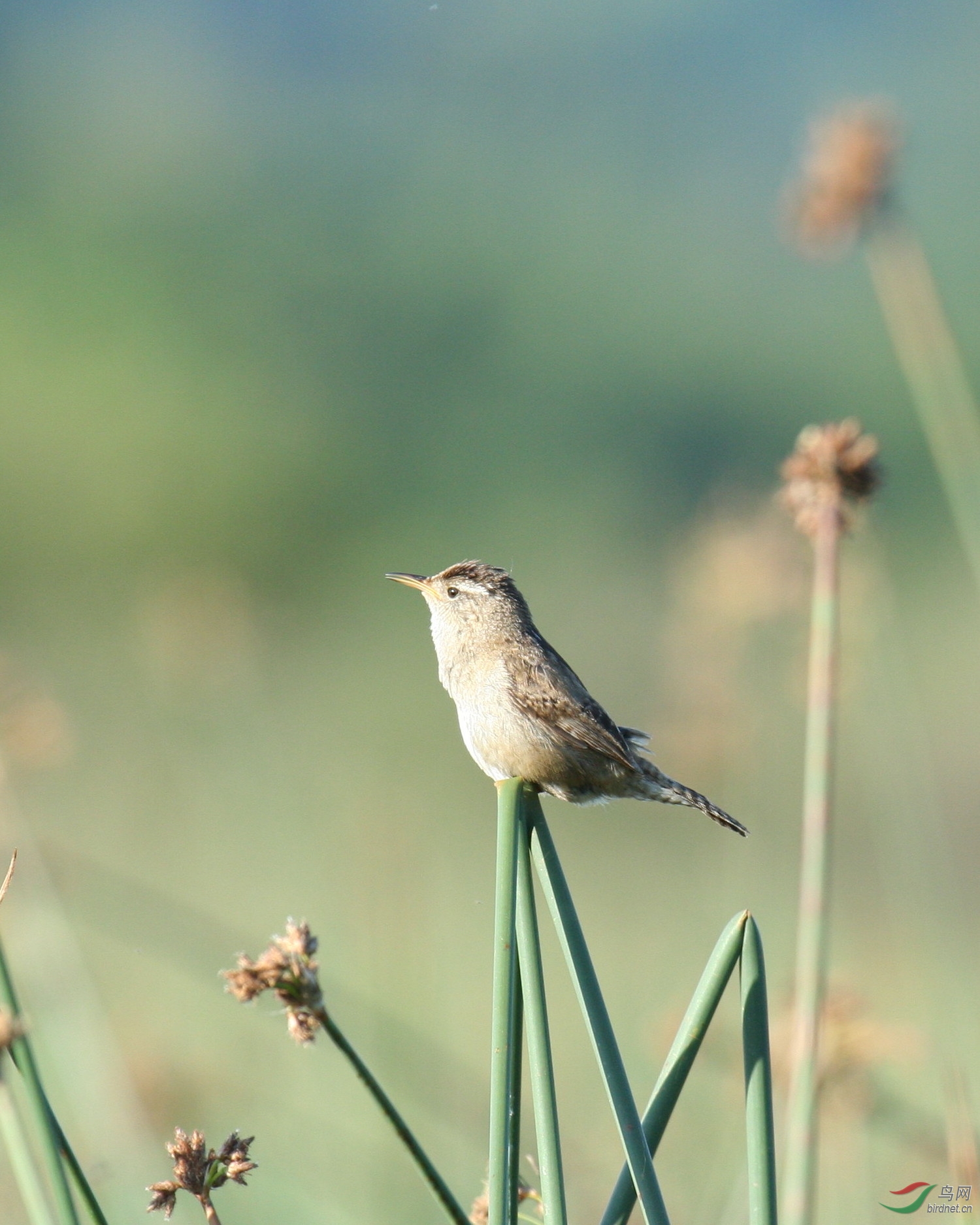 iona220606B 124y.jpg