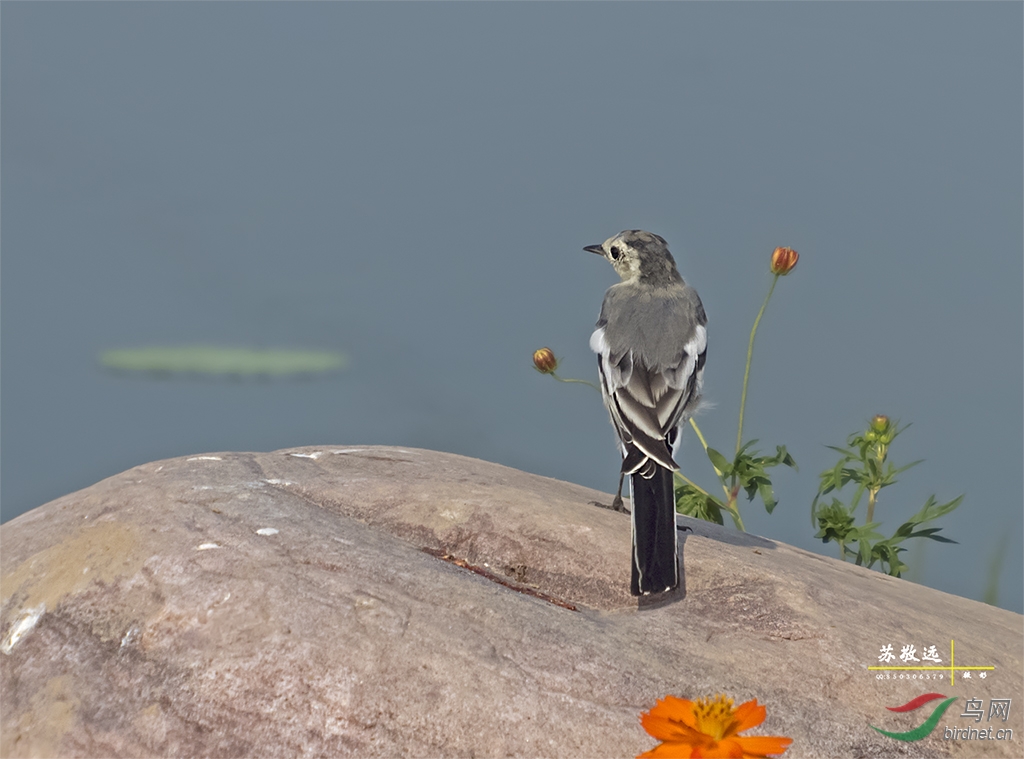 DSCF0054СС.jpg