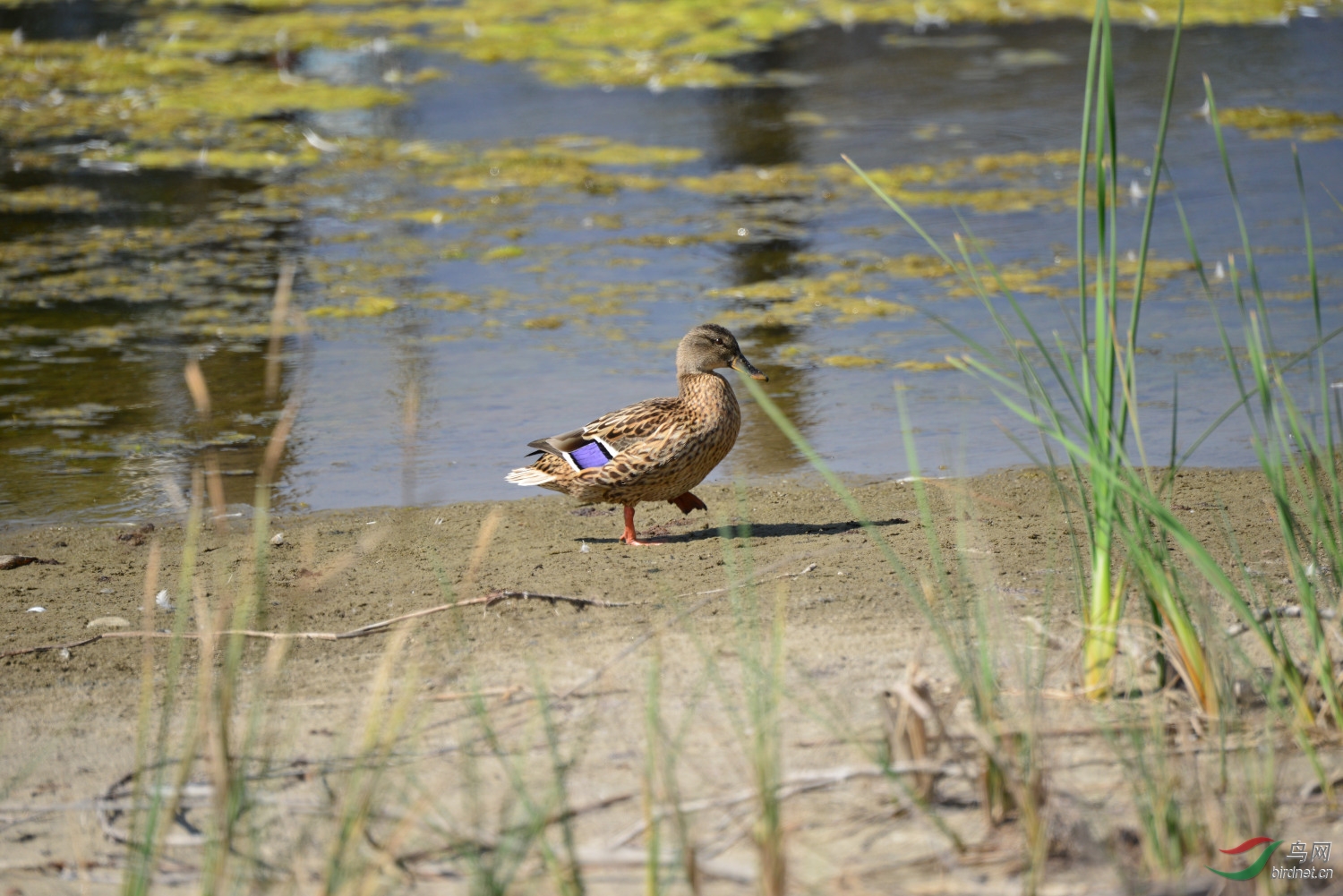 mallard 绿头鸭 雌鸟_01.jpg