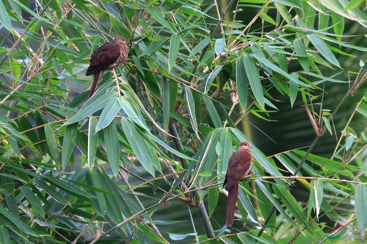 印尼拍鸟行第11页添加拍摄花絮