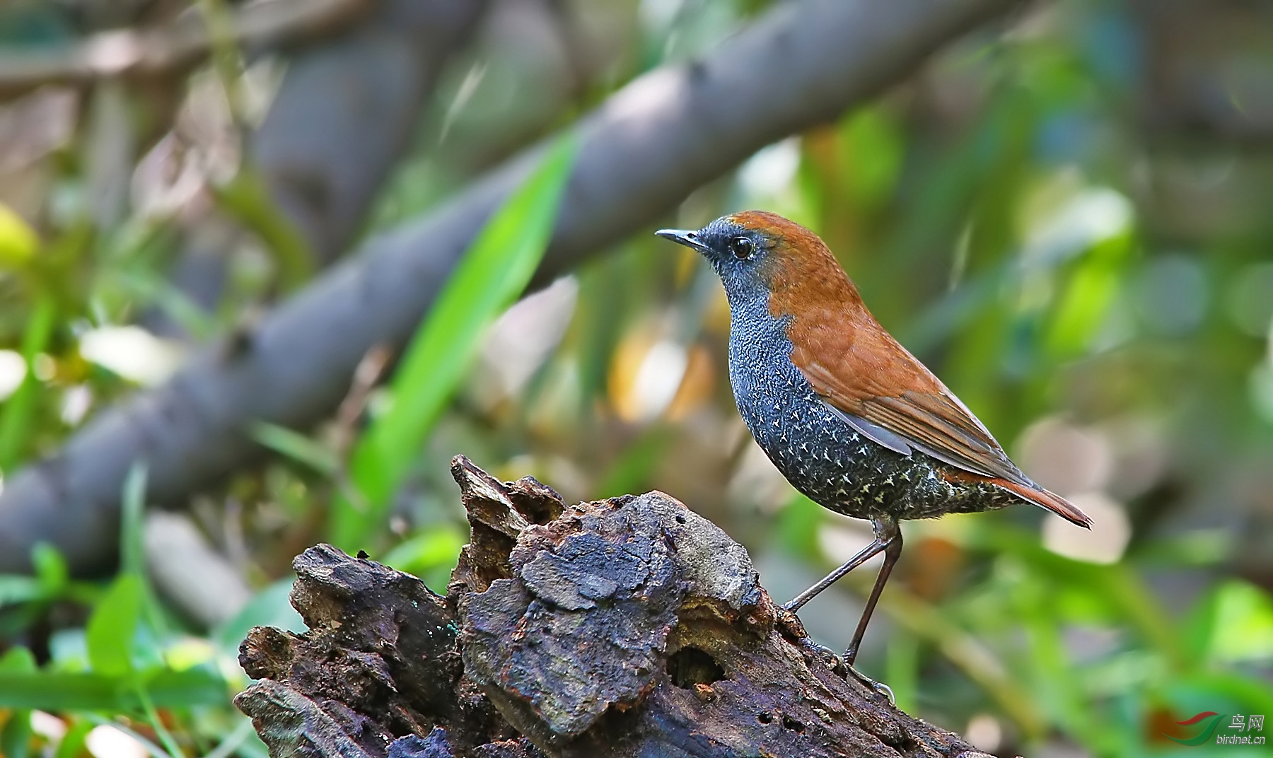 (栗背短翅鸫) 栗背短翅鸫 goulds shortwing——贺图2获首页精华图片