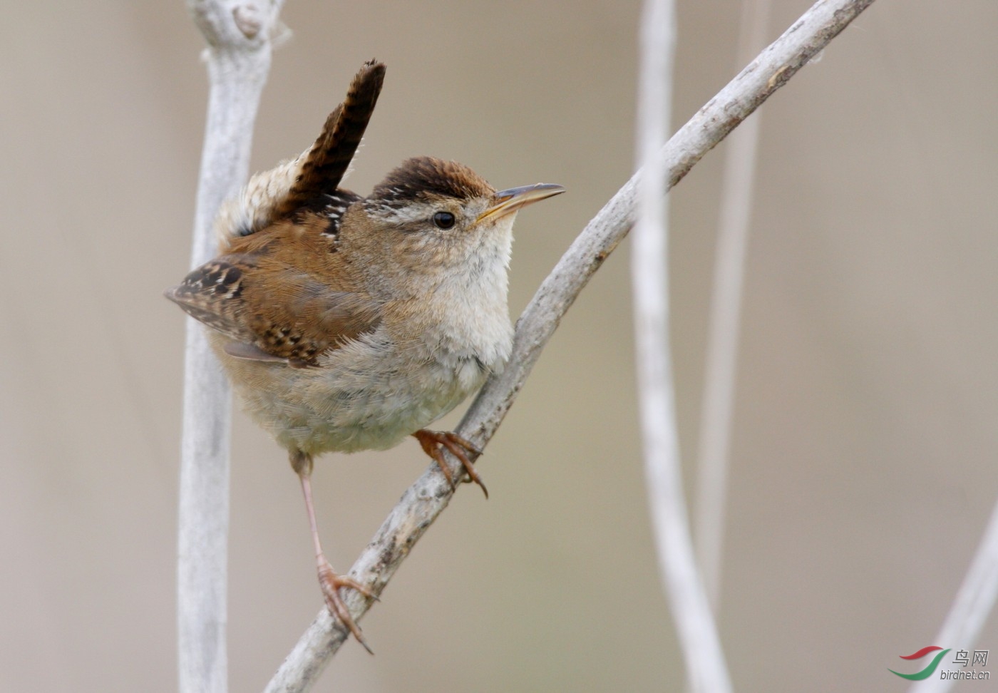 Reifel060508 026.jpg