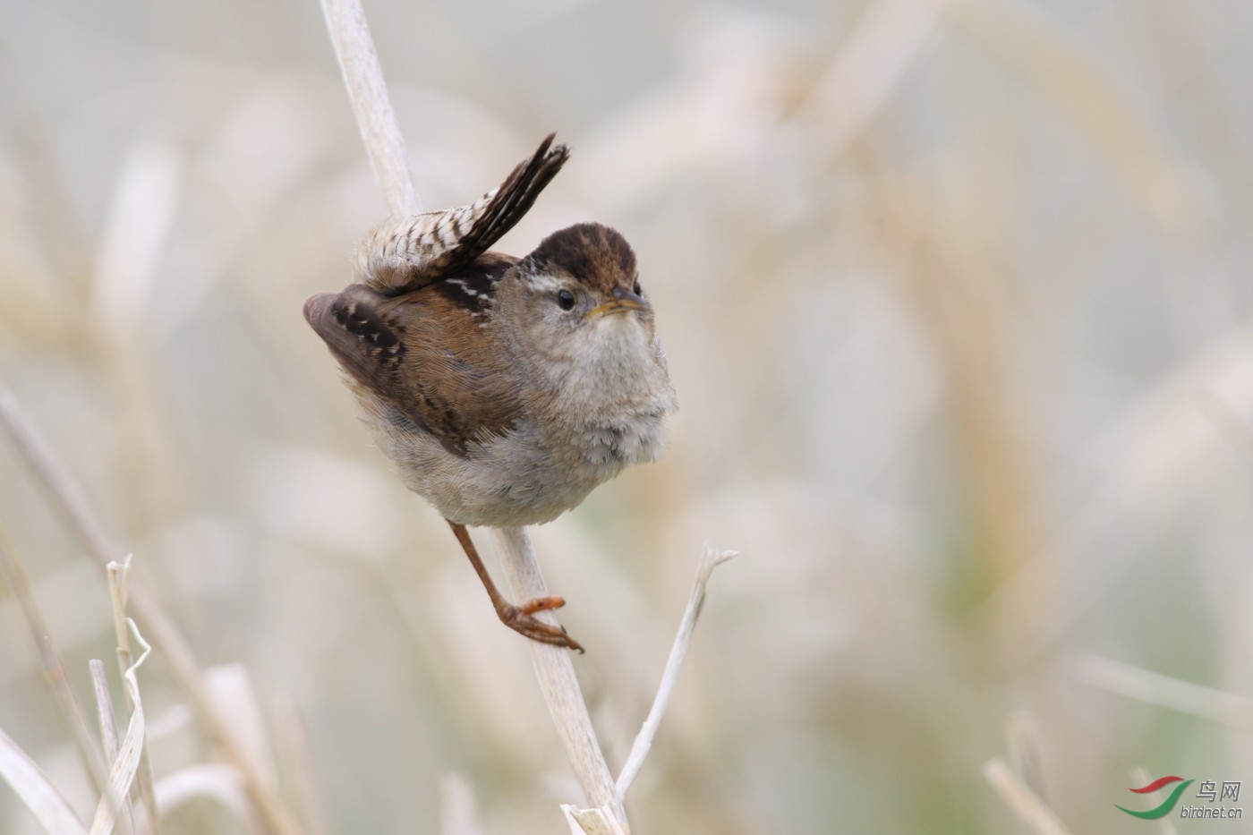 Reifel060508 155.jpg