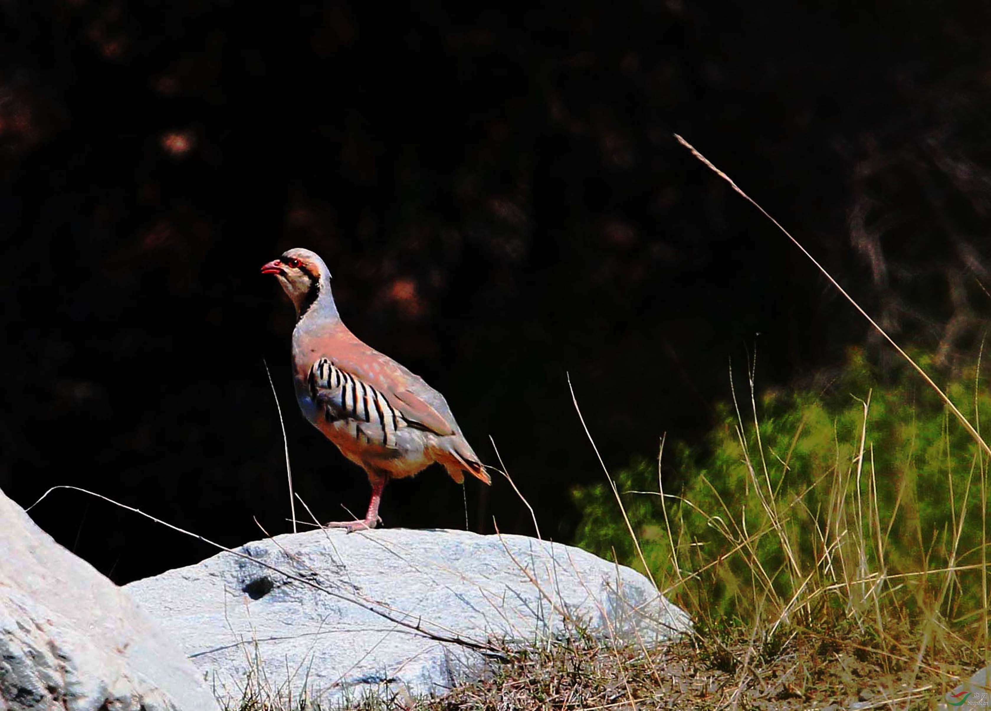 &nbsp; &nbsp; 正在贺兰山拍岩羊,突然遇到三十多只石鸡,情况来的太