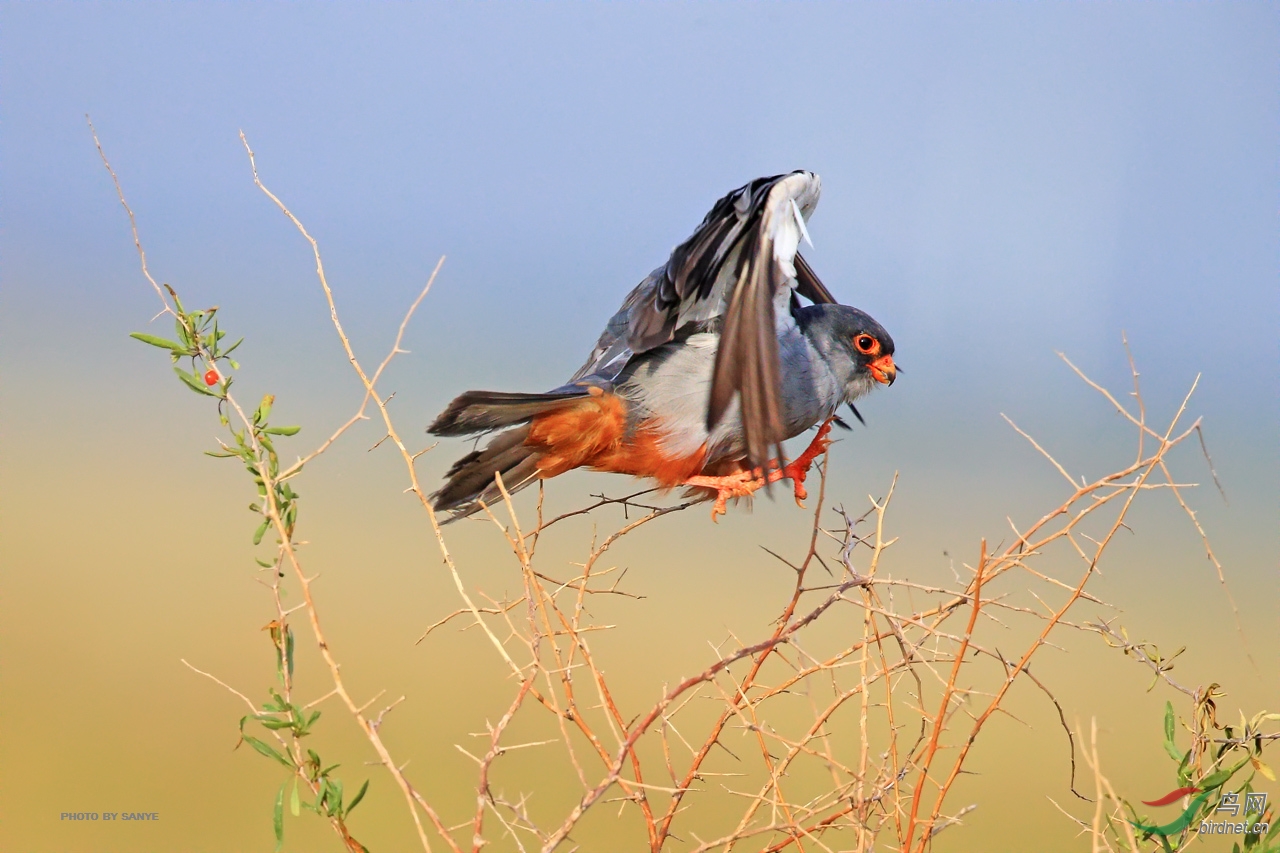枸杞树上的阿穆二代