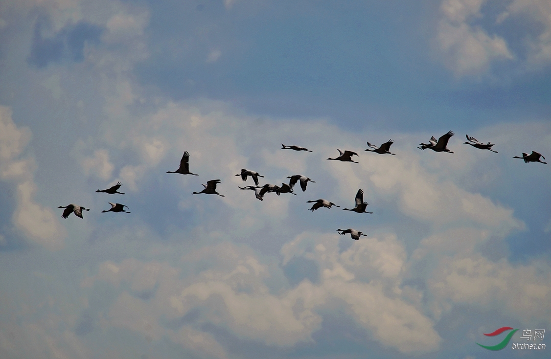 翱翔在云端的蓑羽鹤