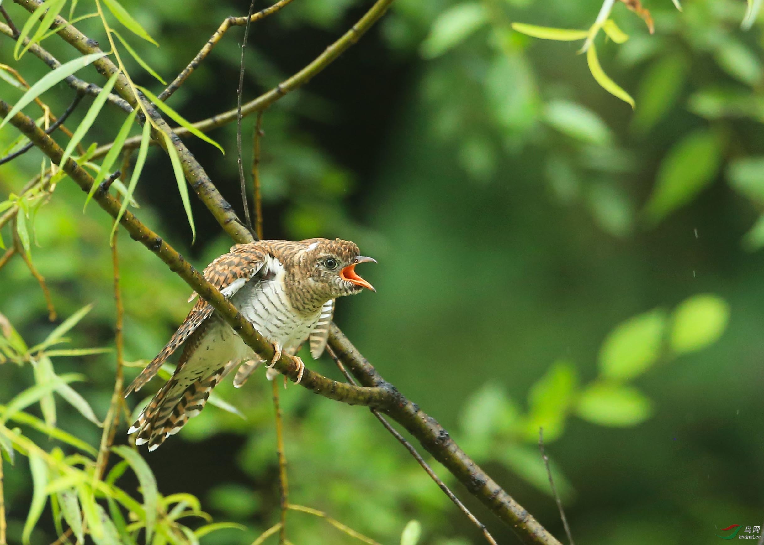 奥森偶遇疲惫的大苇莺雨中喂食小杜鹃全过程