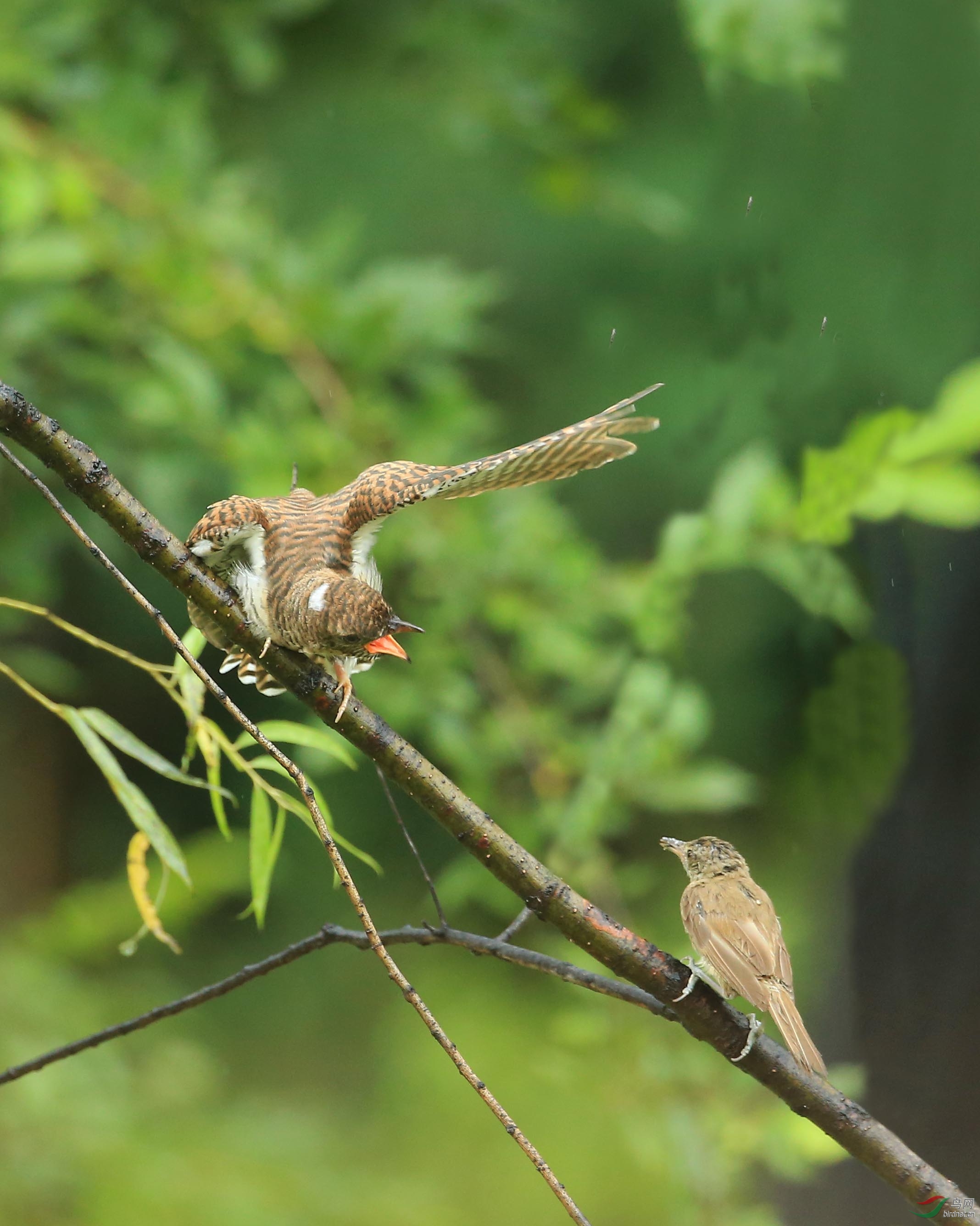 奥森偶遇疲惫的大苇莺雨中喂食小杜鹃全过程