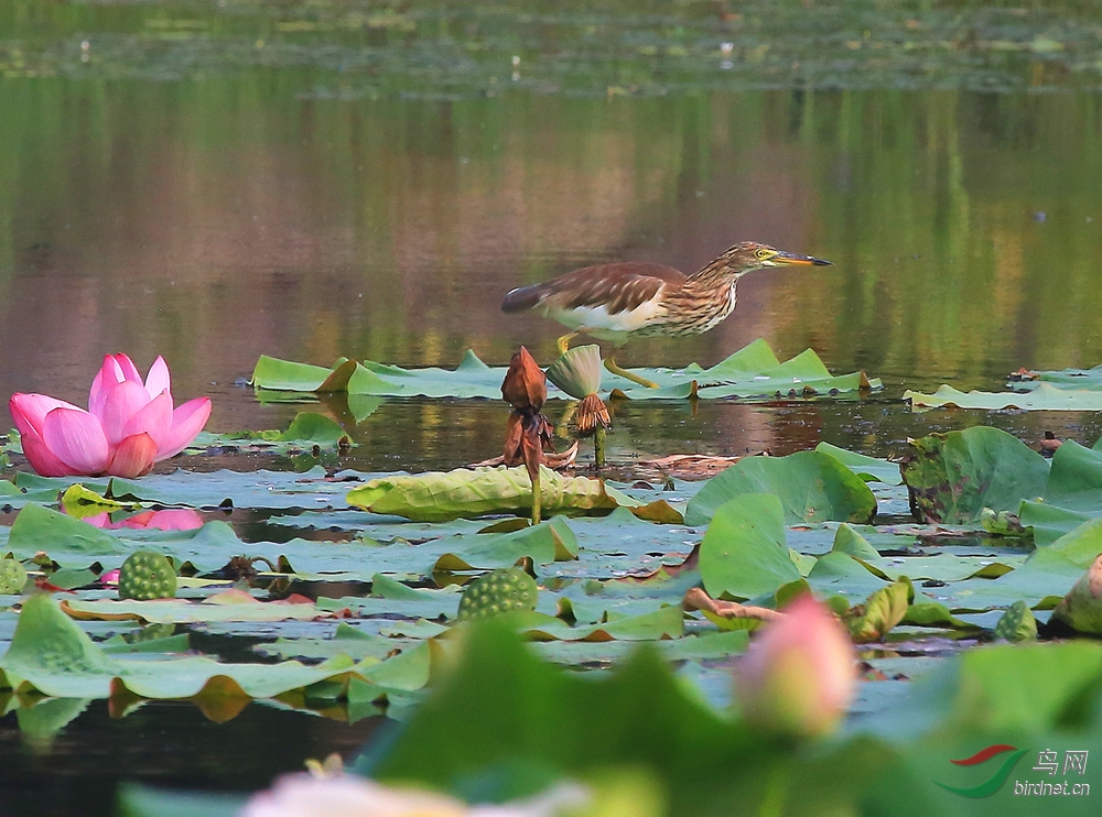 鹭鸟花中飞------8.30日拍摄