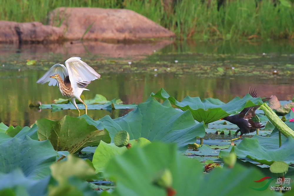 鹭鸟花中飞------8.30日拍摄