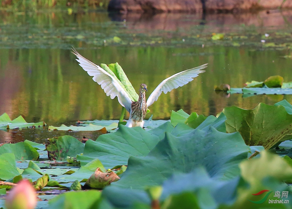 鹭鸟花中飞------8.30日拍摄