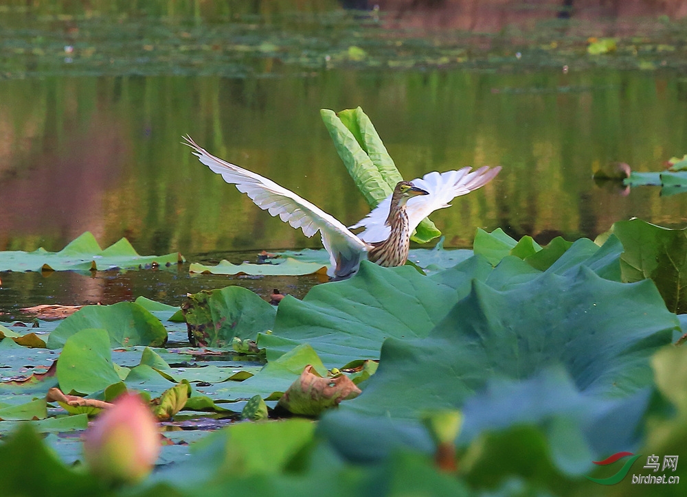 鹭鸟花中飞------8.30日拍摄