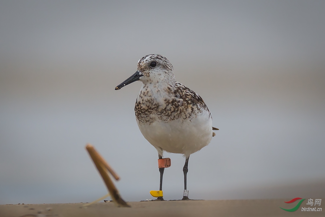 带足旗的三趾鹬 - 鸟类知识与观察 鸟网