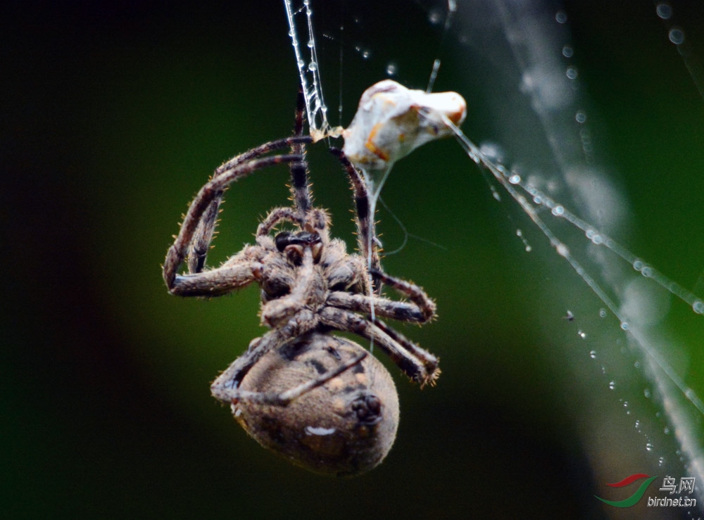 蜘蛛张网捕食过程