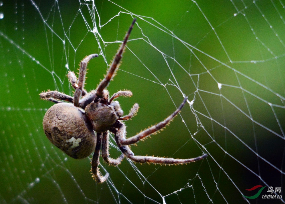 蜘蛛张网捕食过程