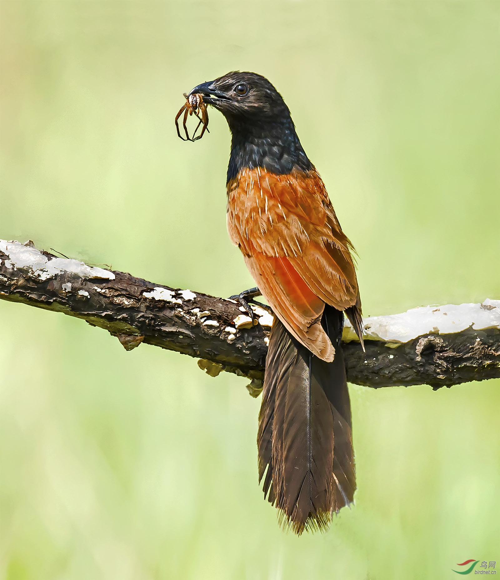 迟发小鸦鹃感谢斧头版主大海及连云港闫总一干兄弟