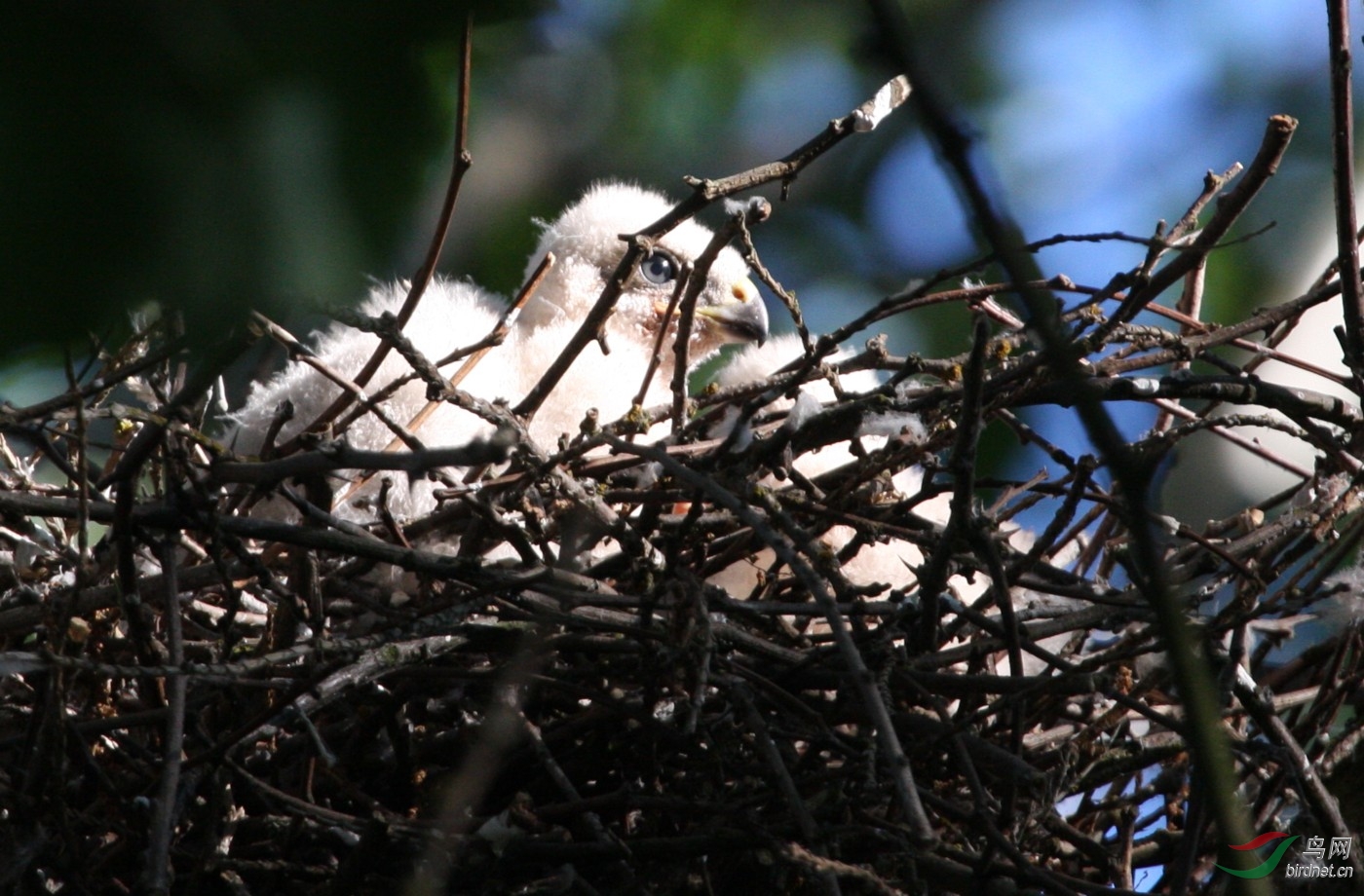 QEP16070808 190y.JPG