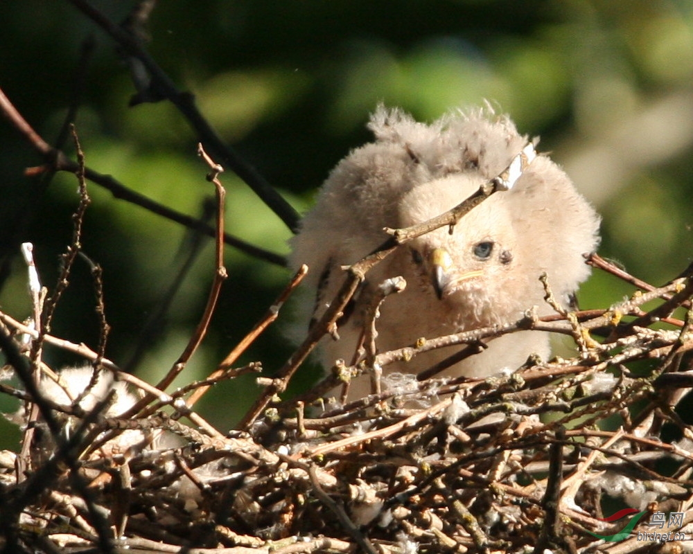 7�³�С���ѳ�.�������ڳ��ߵ�һֻ����.