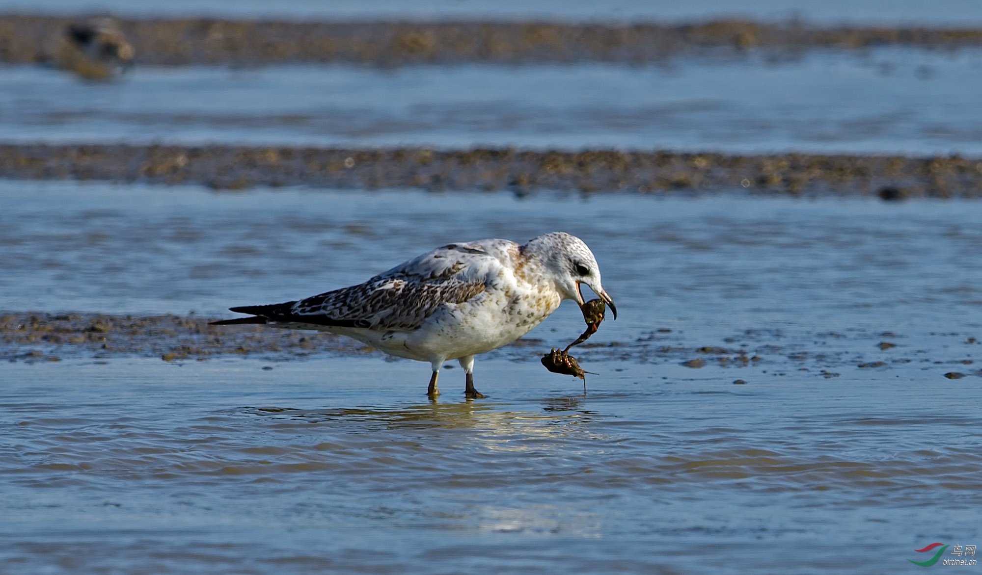 海鸥吞食小龙虾