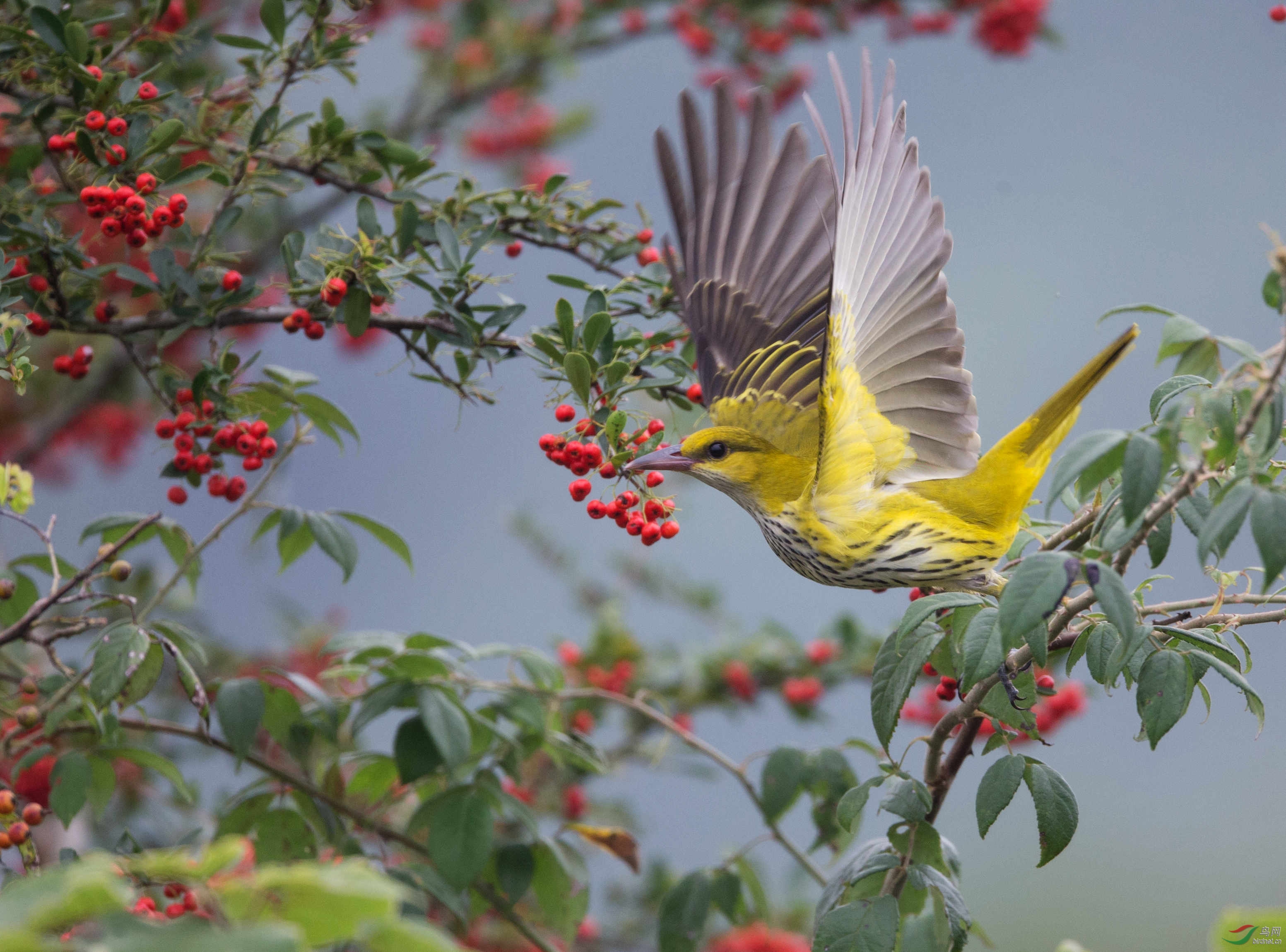 细嘴黄鹂细嘴黄鹂祝阅兵成功中国红红火火贺图2获首页精华图片