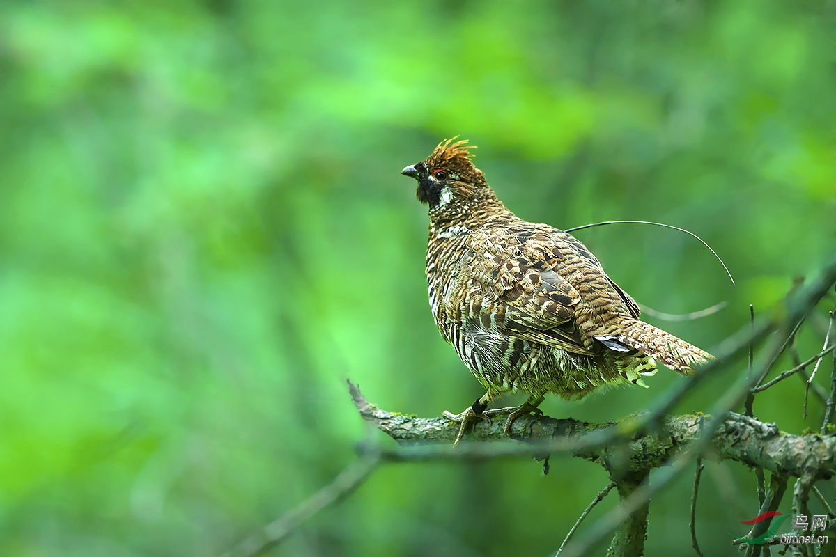 (斑尾榛鸡)斑尾榛鸡 chinese grouse—贺获首页精华图片