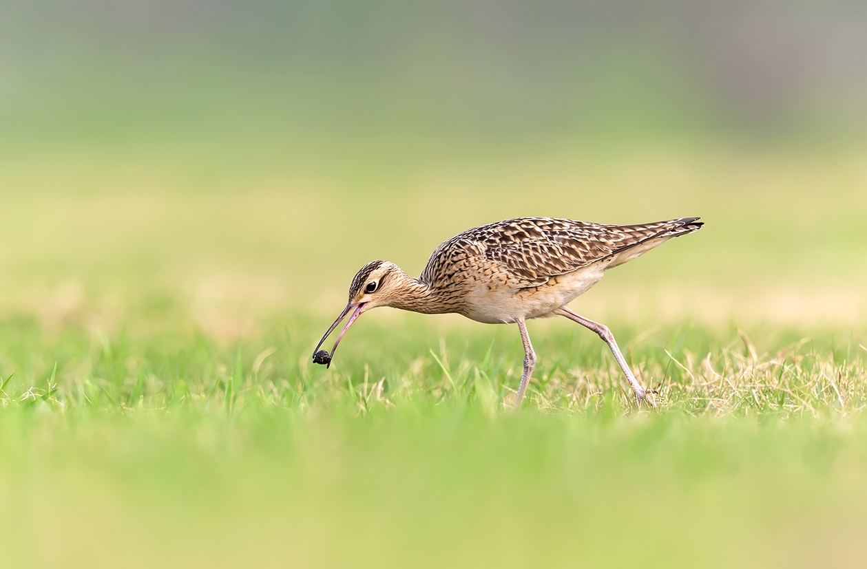 (小杓鹬)江苏鸟友,向贵州鸟友求助(贺获首页精华)