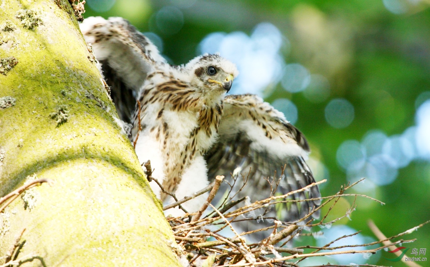 QEP260708(2) 295y.JPG