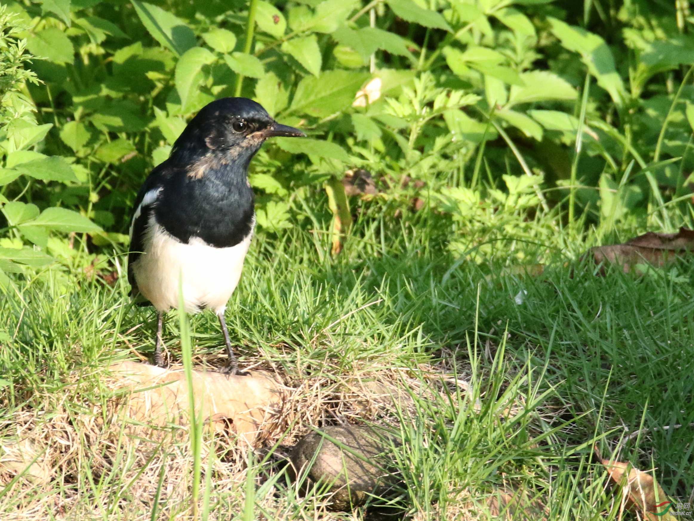 有只水鸡抢镜头