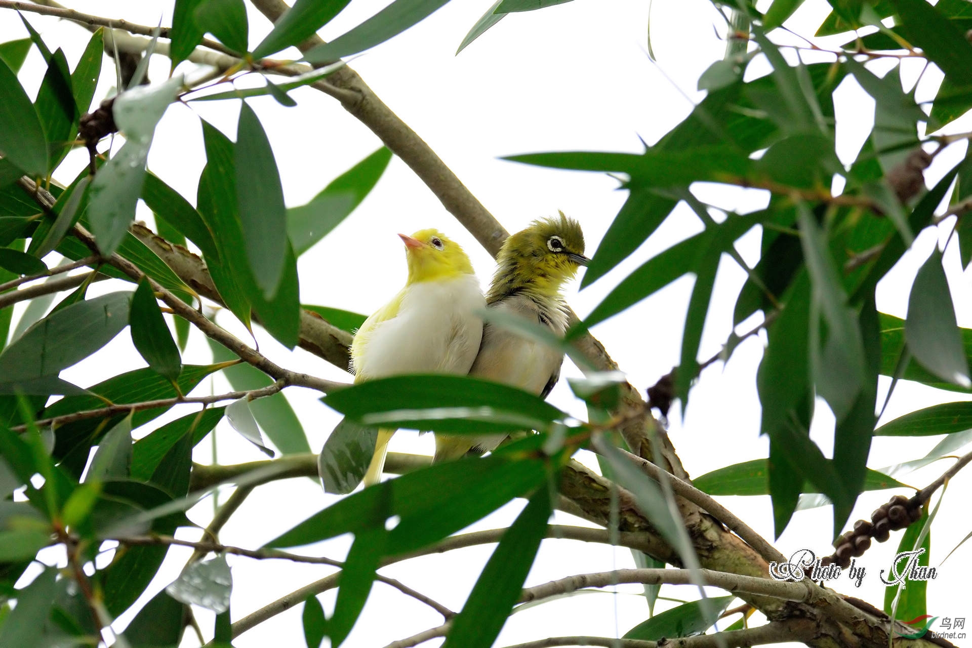 白化 暗绿绣眼鸟