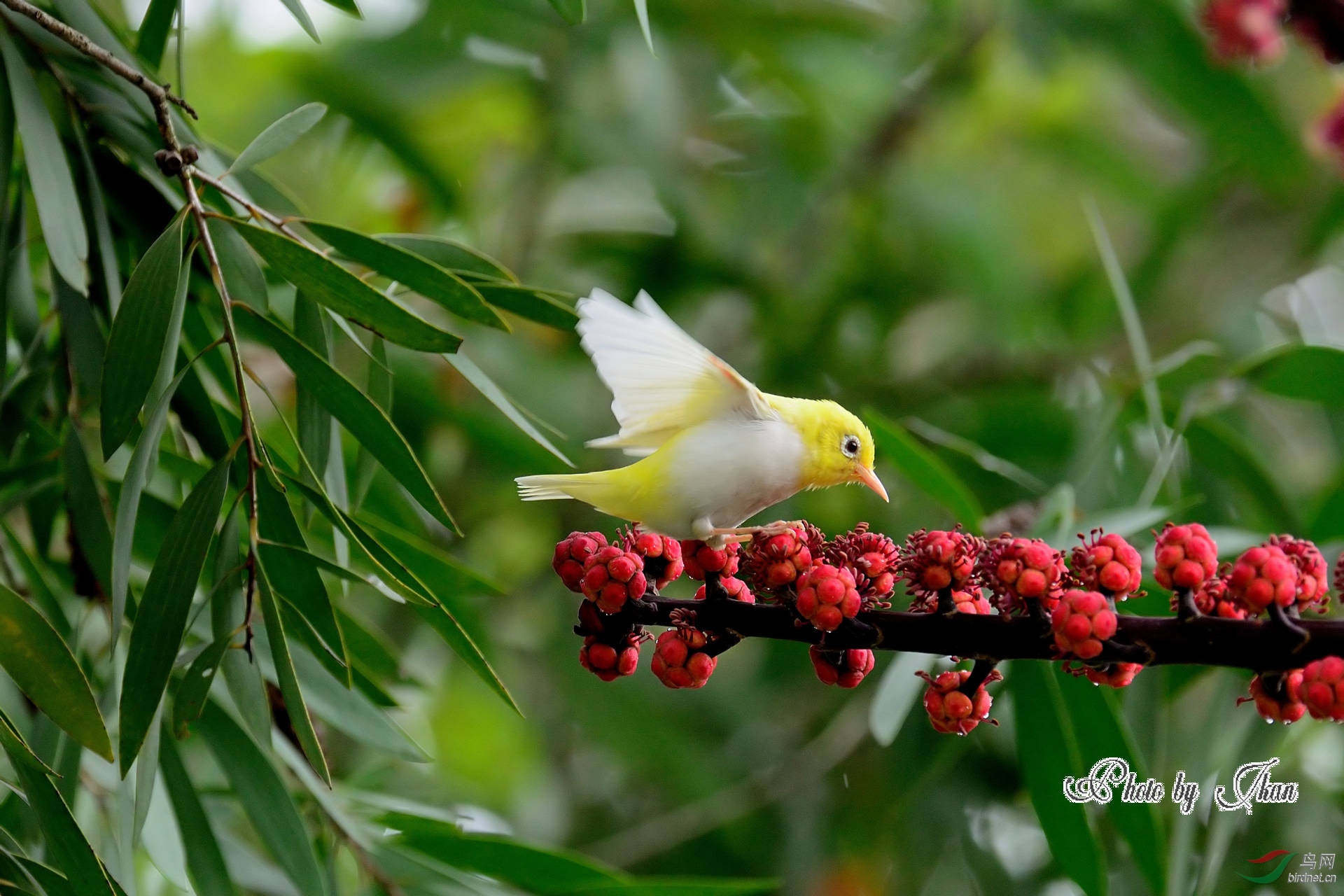 白化 暗绿绣眼鸟