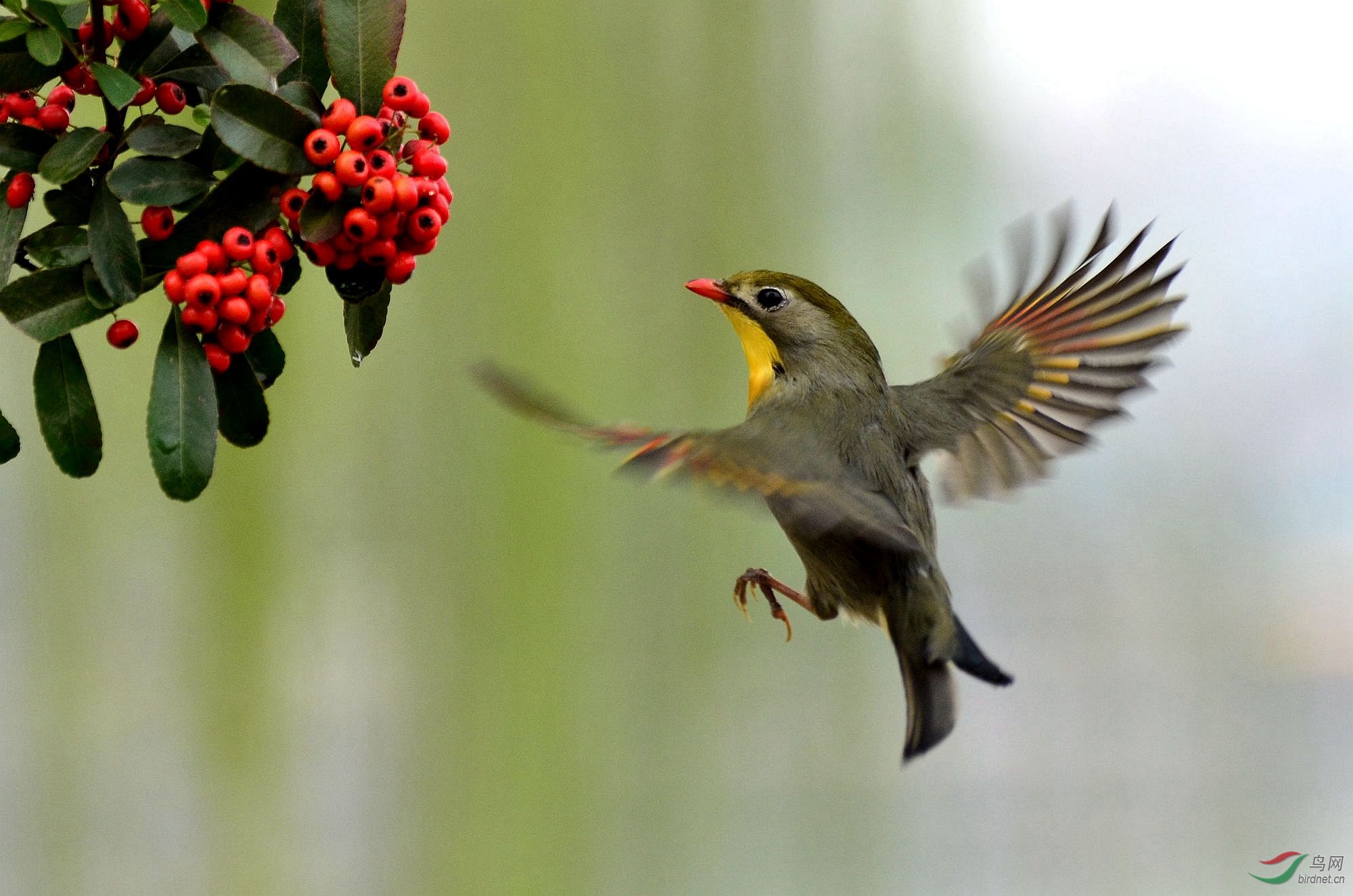 红嘴相思鸟飞版