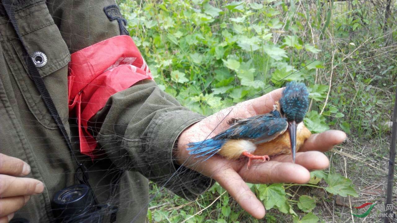 秋季反盗猎天津护鸟志愿者在行动