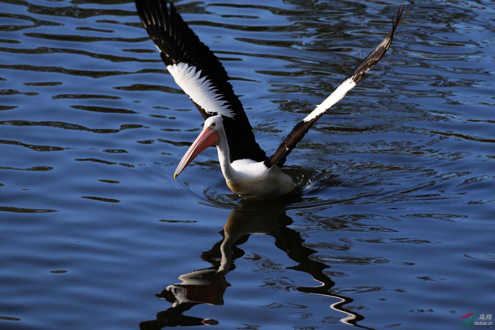 鸟瞰澳大利亚鹈鹕图(四)