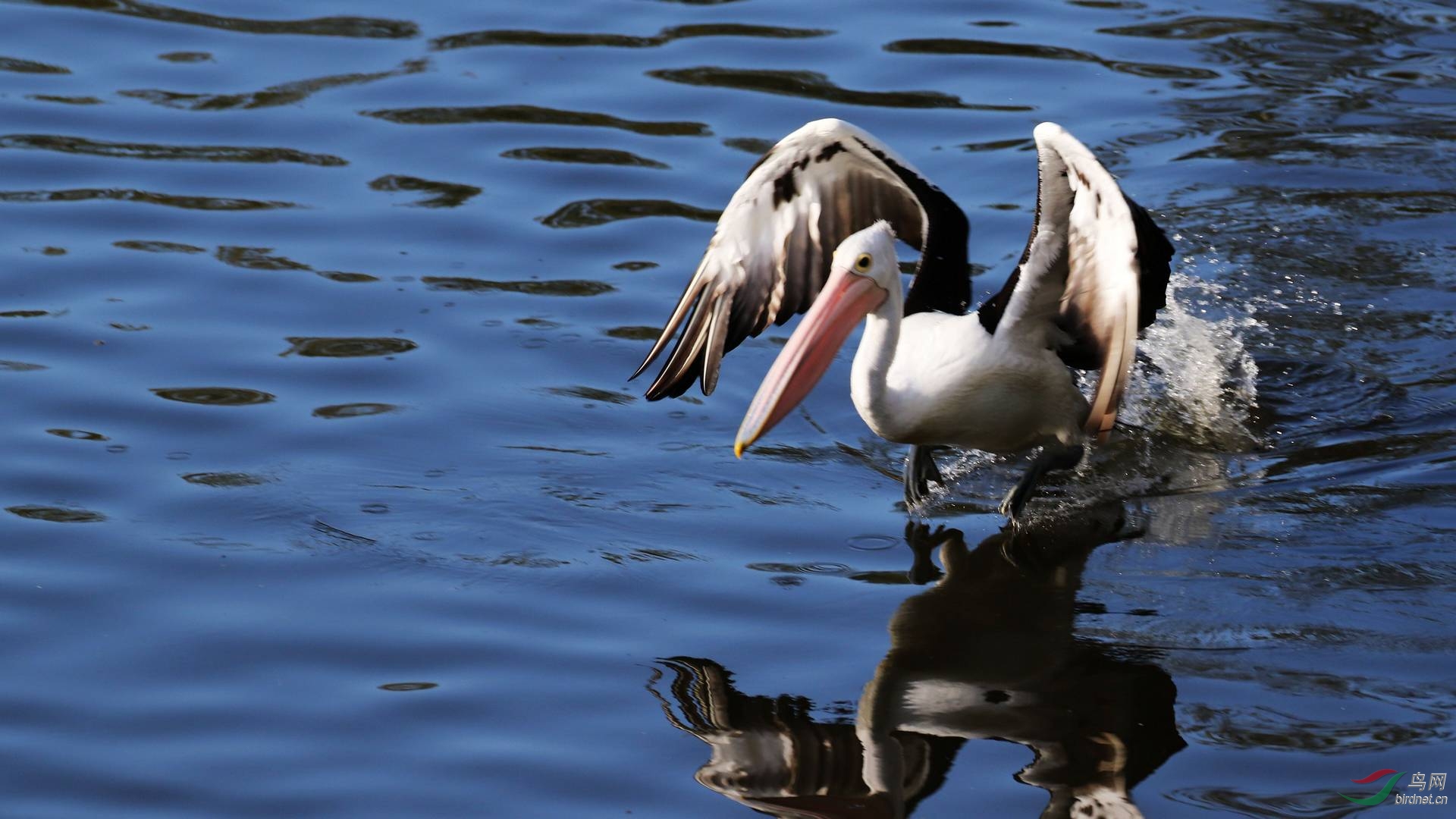鸟瞰澳大利亚鹈鹕图(四)