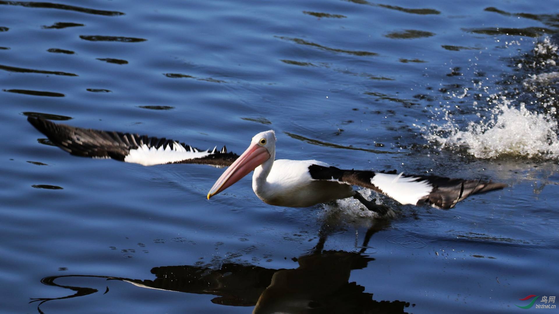 鸟瞰澳大利亚鹈鹕图(四)