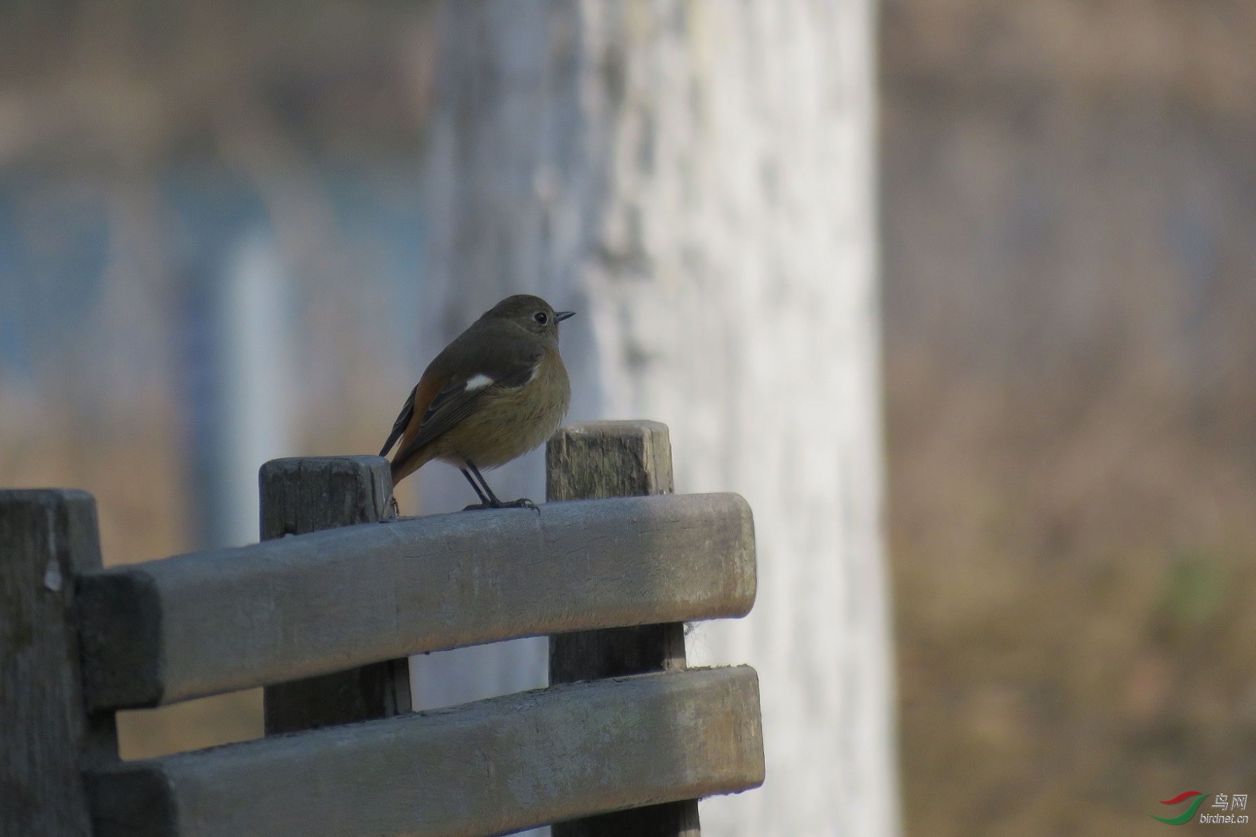 北鸟已南迁期待帅哥美女来苏过冬北红尾鸲