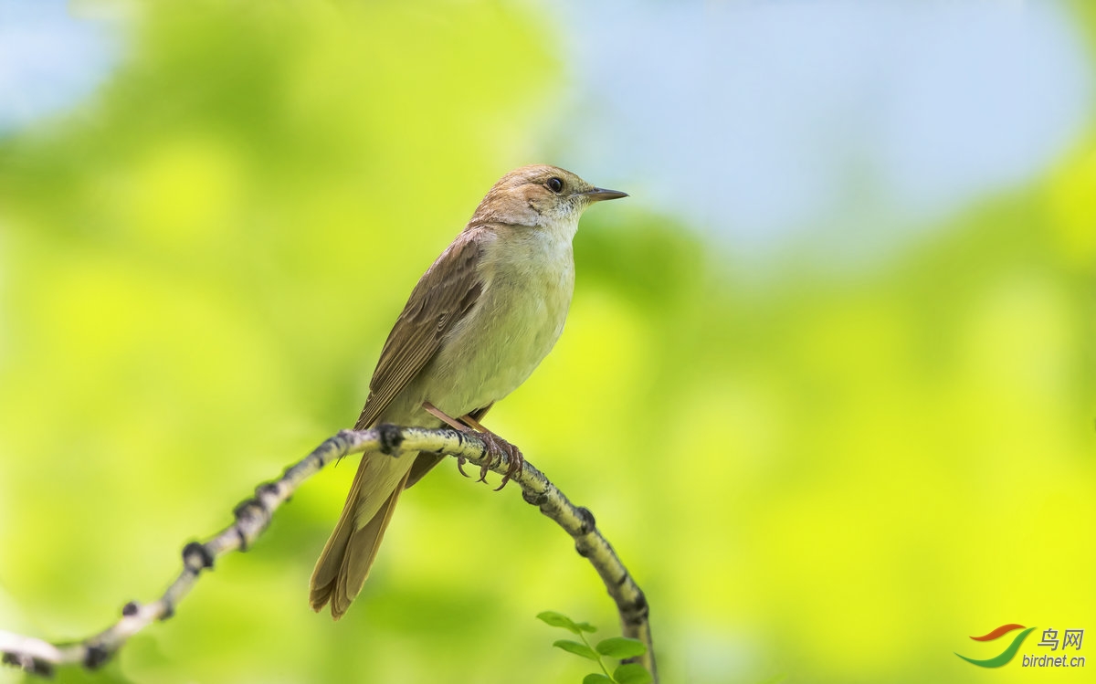 (新疆歌鸲)新疆歌鸲 common nightingale——贺获首页精华图片