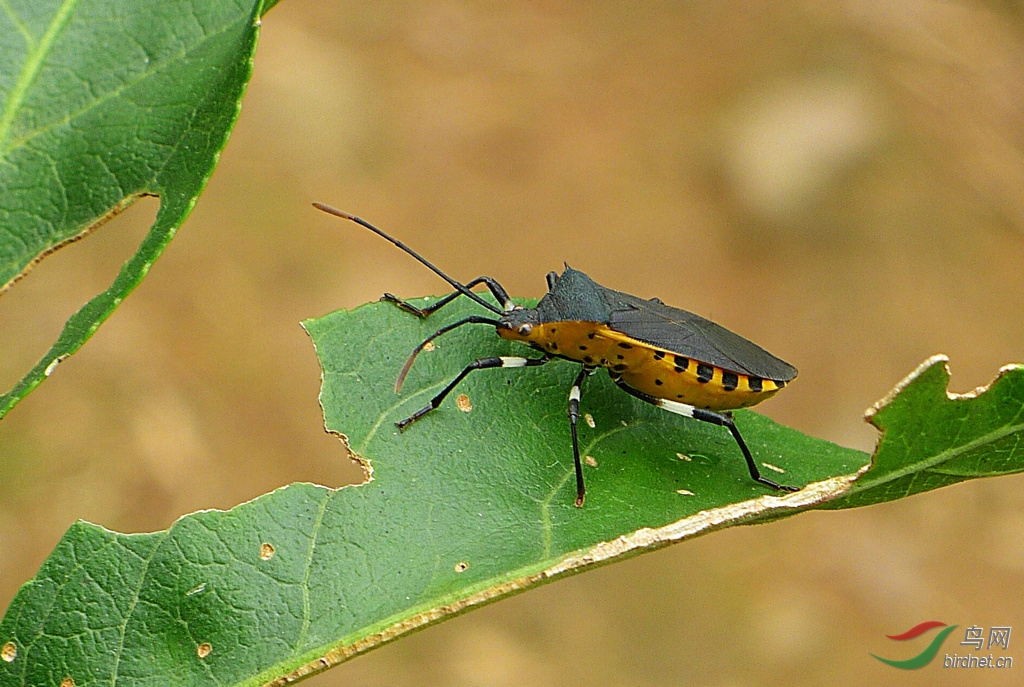 山区黄肚皮昆虫刺肩普缘蝽