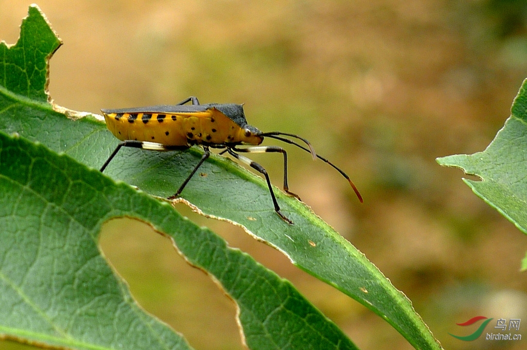 山区黄肚皮昆虫刺肩普缘蝽