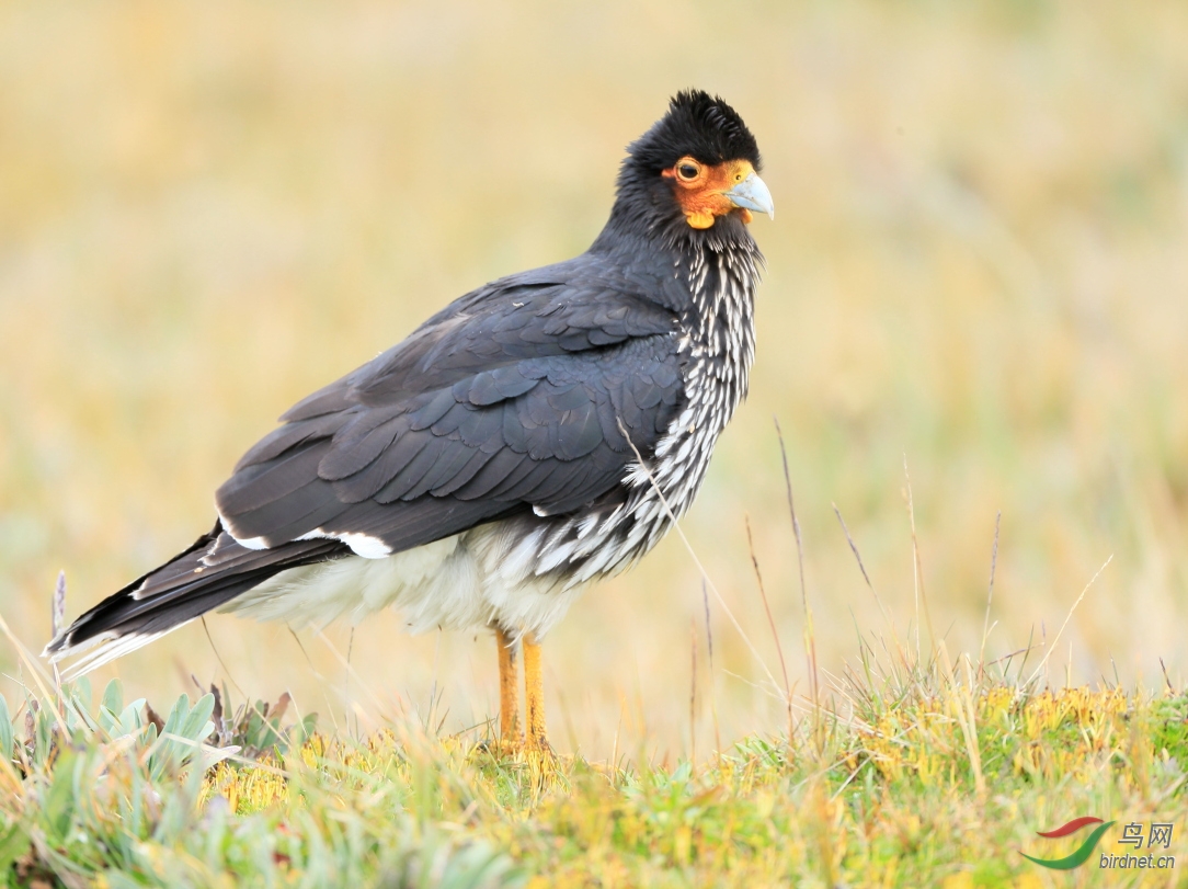 冠巨隼carunculatedcaracara