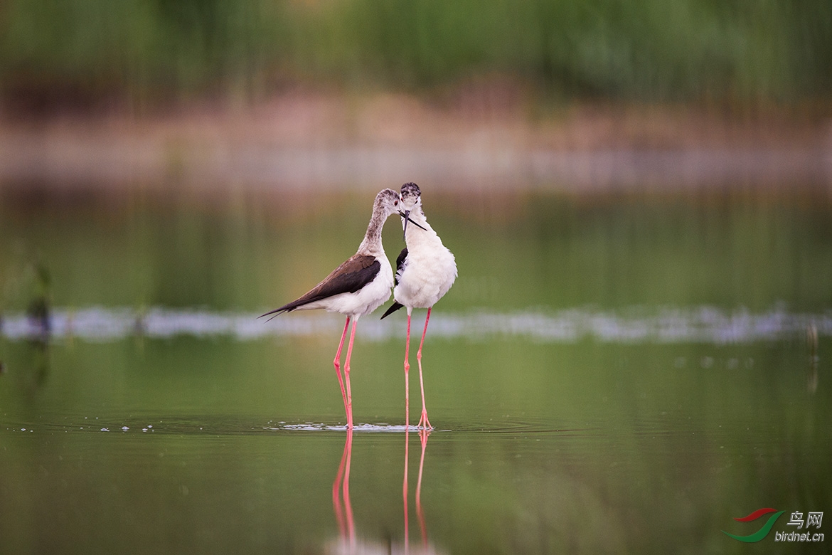 黑翅长脚鹬--恩爱