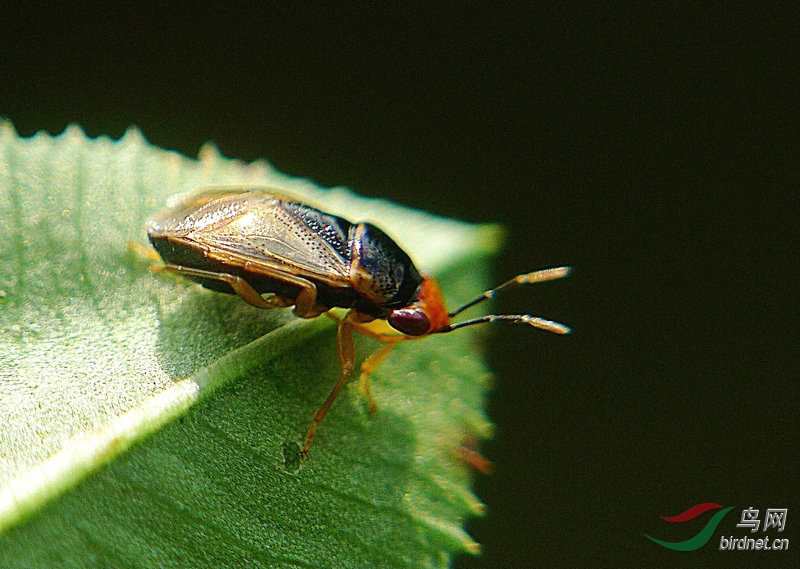 小昆虫一组---宽大眼长蝽