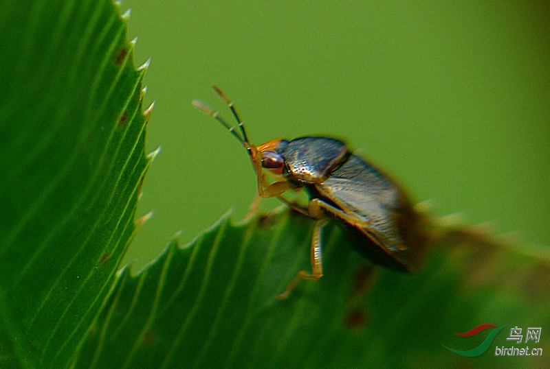小昆虫一组---宽大眼长蝽