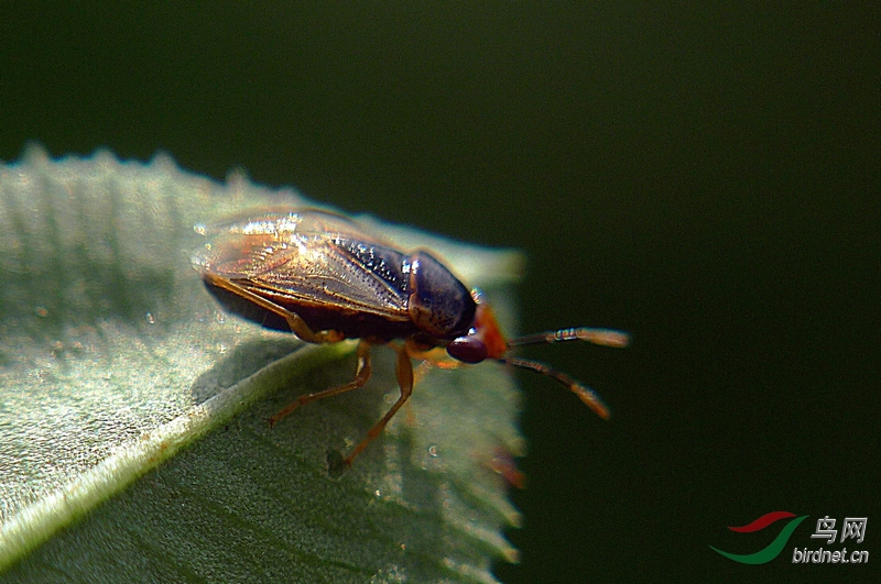 小昆虫一组---宽大眼长蝽