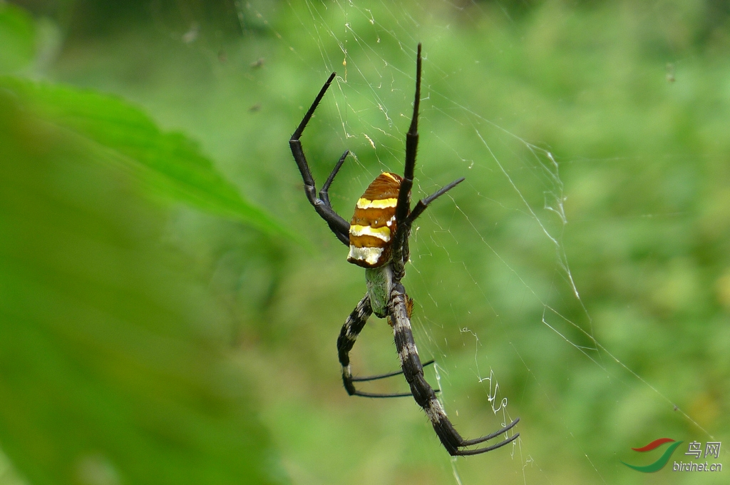 山里的彩色大蜘蛛-悦目金蛛