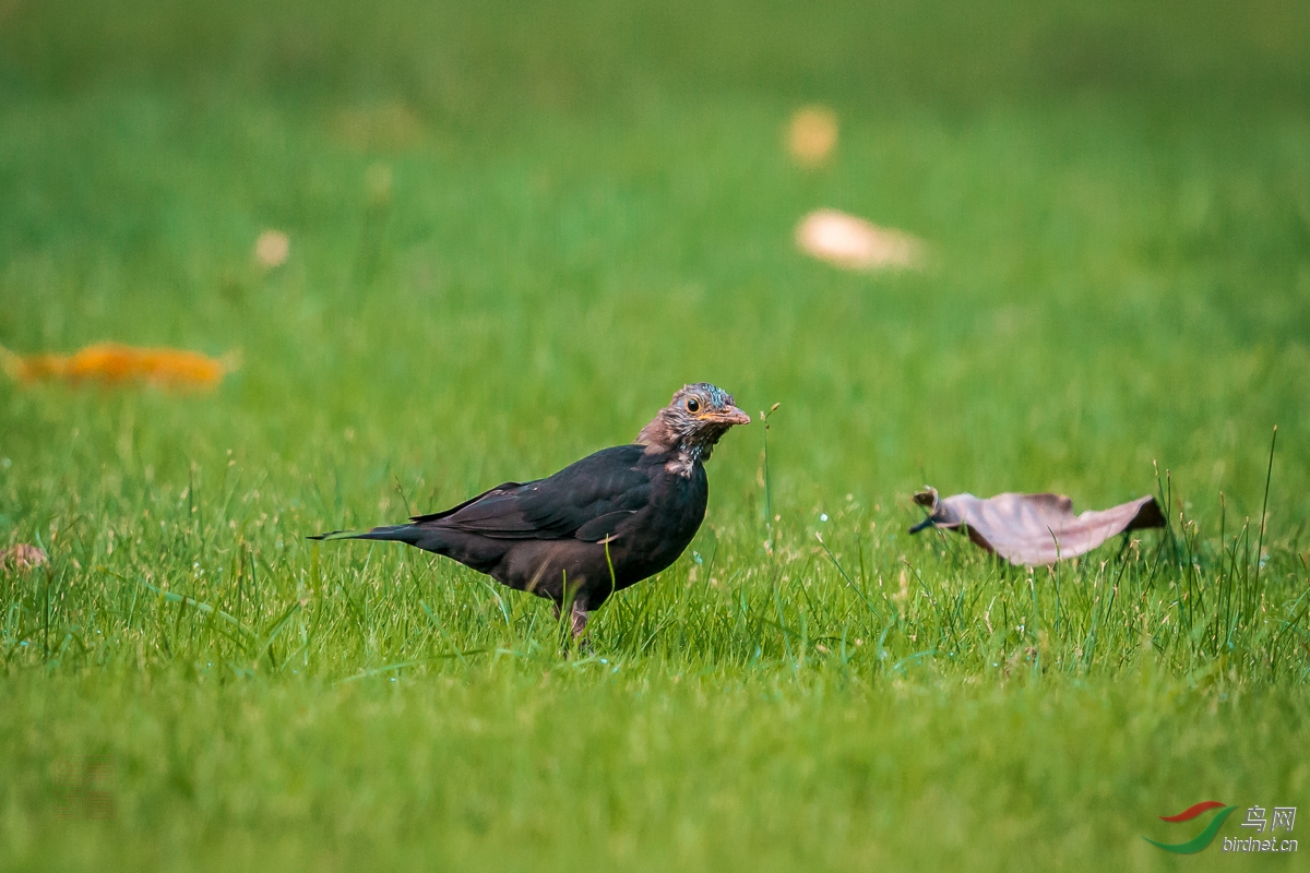 进入换羽期的乌鸫亚成鸟